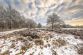 Winter heathland landscape Assen Drenthe