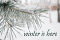 Winter is here text with natural texture of a winter background. Snow-covered blue pine branch. Christmas tree