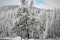 Snow in the altai mountains of sibiria Royalty Free Stock Photo