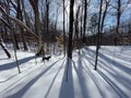 A dog run in the forest in mid winter Royalty Free Stock Photo