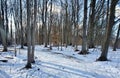 A Winter Hike in Waterloo Region Royalty Free Stock Photo