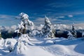 Trees covered with snow after heavy snowstorm in mountains.