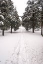 Winter hiking tral with snow and trees around