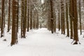 Winter hiking trail in the Thuringian Forest Royalty Free Stock Photo