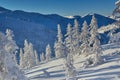 Winter. Hills. Trees in the snow on a mountainside