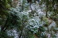 Winter in the Himalayan woodlands: Snow-covered trees in Uttarakhand, India. Captivating natural beauty Royalty Free Stock Photo