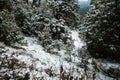 Winter in the Himalayan woodlands: Snow-covered trees in Uttarakhand, India. Captivating natural beauty Royalty Free Stock Photo