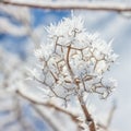 Winter Hoar Frost