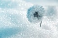 Winter hoar-frost flower. dandelion. Sunlight. day cold