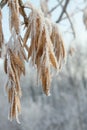 Winter hoar-frost leaves