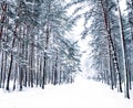 Winter holiday background, nature scenery with shiny snow and cold weather in forest at Christmas time Royalty Free Stock Photo