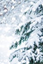 Winter holiday background, nature scenery with shiny snow and cold weather in forest at Christmas time Royalty Free Stock Photo