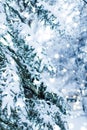 Winter holiday background, nature scenery with shiny snow and cold weather in forest at Christmas time Royalty Free Stock Photo