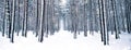 Winter holiday background, nature scenery with shiny snow and cold weather in forest at Christmas time Royalty Free Stock Photo