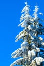 Winter holiday background with snowy branch, pine cones, blue sky, copy space Royalty Free Stock Photo