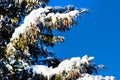 Winter holiday background with snowy pine tree branch, pine cones, blue sky, copy space Royalty Free Stock Photo