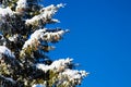 Winter holiday background with snowy pine tree branch, pine cones, blue sky, copy space Royalty Free Stock Photo