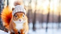Winter holiday composition with cute ginger squirrel in knitted hat on snowy landscape background Royalty Free Stock Photo