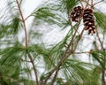 Winter holiday decoration concept: frozen snow covered pine tree with cone in forest preserve Royalty Free Stock Photo