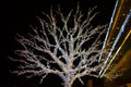 Winter holiday decorations at the artificial tree and Afyon park shopping center building illuminated at night