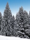 Winter Holiday Theme background Royalty Free Stock Photo