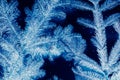 Winter holidays blue fir tree negative effect