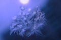 Winter Holidays Season Fantasy World Concept: Macro Image of Natural Ice Crystals Patterns on a Frosted Window Pane With Voilet Royalty Free Stock Photo