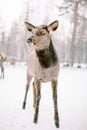 Winter holidays in Zyuratkul National Park. Chelyabinsk region. Russia.