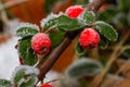 Winter holly berrie