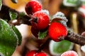 Winter holly berrie