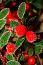 Winter holly berrie