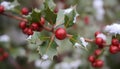 Winter Holly Branch with Berry. Fresh Marroon berry Royalty Free Stock Photo