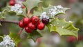 Winter Holly Branch with Berry. Fresh Marroon berry 2 Royalty Free Stock Photo