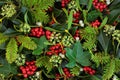 Winter Holly Ivy and Mistletoe Background Royalty Free Stock Photo