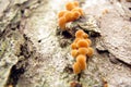 Winter honey agaric on the tree. Flammulina velutipes is a kind of mushrooms growing in the cold. Honey agarics grow in late