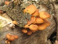 Winter honey agarics