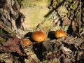 Winter honey agarics Royalty Free Stock Photo