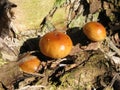 Winter honey agarics Royalty Free Stock Photo