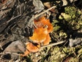 Winter honey agarics Royalty Free Stock Photo