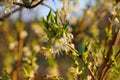 Winter honeysuckle, Lonicera fragrantissima Royalty Free Stock Photo