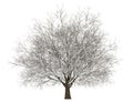 Winter hornbeam tree isolated on white