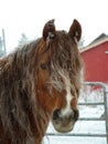 Winter horse Royalty Free Stock Photo