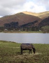 Winter Horse, Grasmere Royalty Free Stock Photo