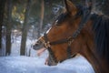 In winter, the horse neighs in the stable