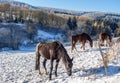 Winter horse pasture landscape image Royalty Free Stock Photo