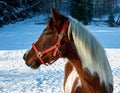 Winter horse portrait Royalty Free Stock Photo