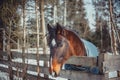 Winter horse portrait Royalty Free Stock Photo