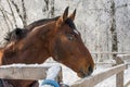 Winter horse portrait Royalty Free Stock Photo