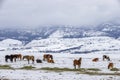 Winter at the horse ranch Royalty Free Stock Photo