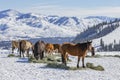 Winter at the horse ranch Royalty Free Stock Photo